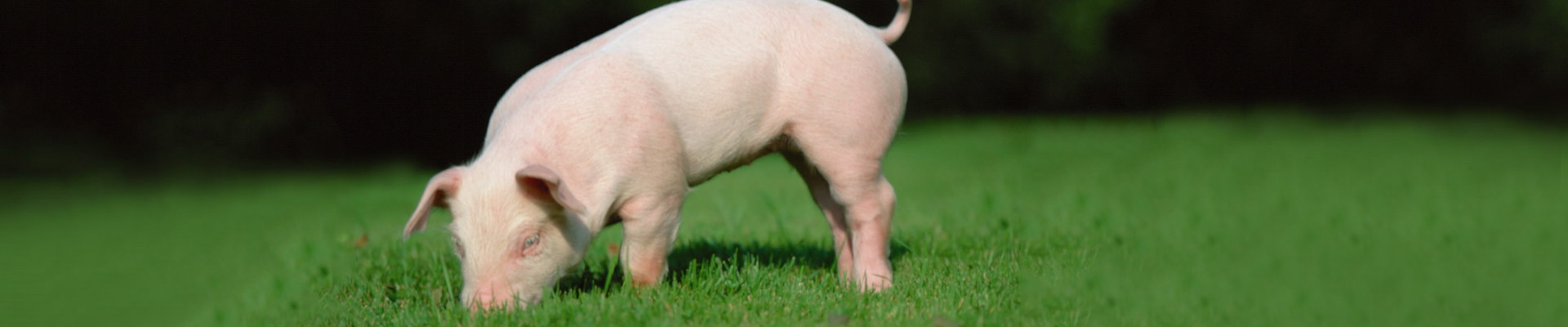 首页-人生就是博手机版