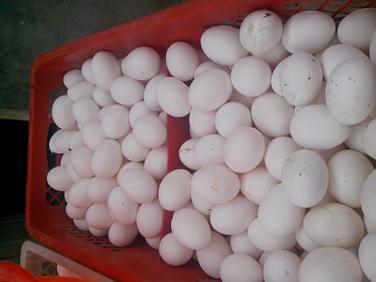 首页-人生就是博手机版