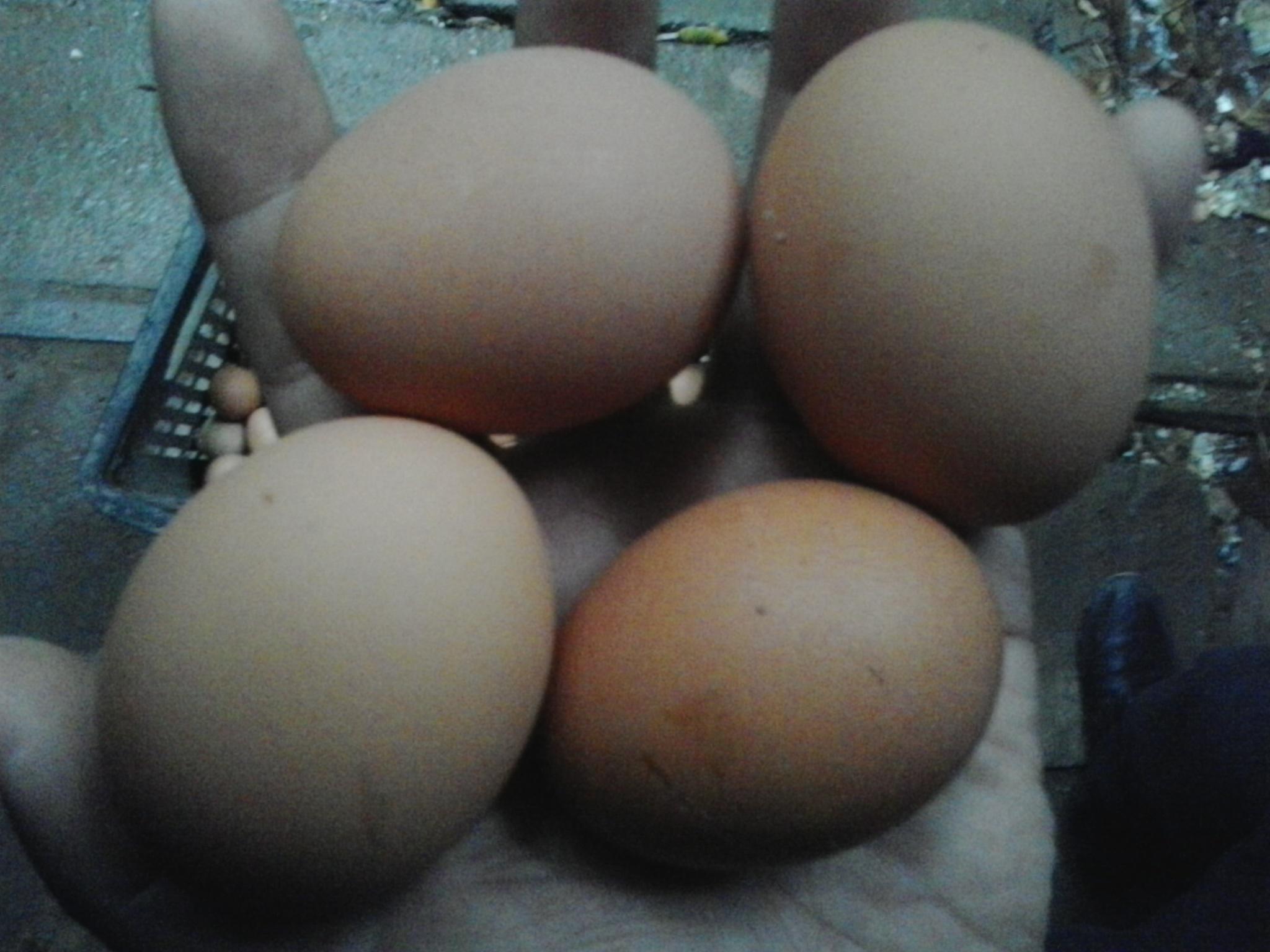 首页-人生就是博手机版