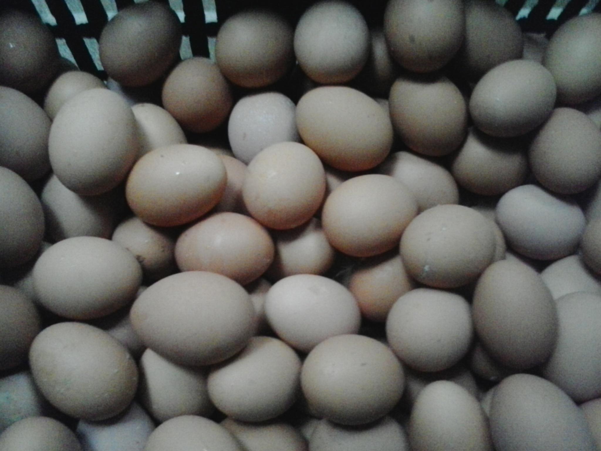 首页-人生就是博手机版